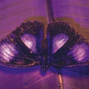 Foto La vida a todo color, con David Attenborough