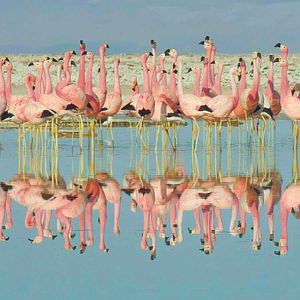 Foto La vida a todo color, con David Attenborough