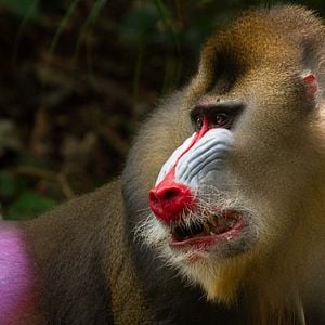 Foto La vida a todo color, con David Attenborough