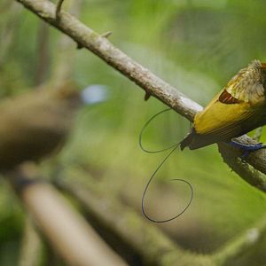 Foto La vida a todo color, con David Attenborough