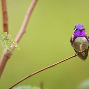 Foto La vida a todo color, con David Attenborough
