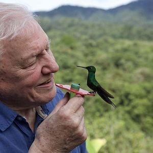 Foto La vida a todo color, con David Attenborough