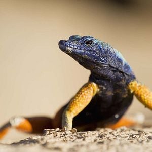 Foto La vida a todo color, con David Attenborough