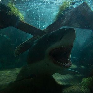 Foto Tiburón blanco