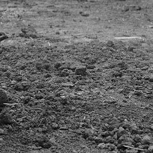 Foto El pájaro pintado