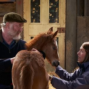 Foto Caballo soñador