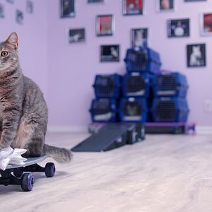 Foto Locos por los gatos