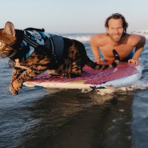 Foto Locos por los gatos