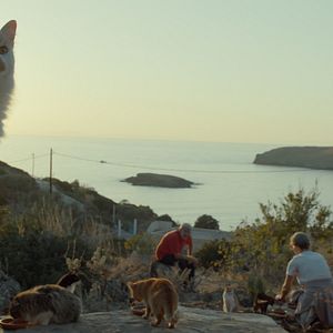 Foto Locos por los gatos