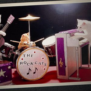 Foto Locos por los gatos