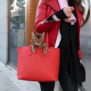 Foto Locos por los gatos