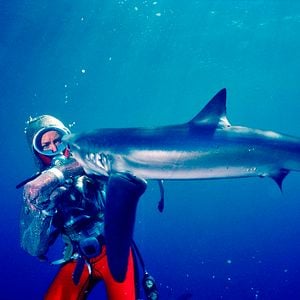 Foto Jugando con tiburones