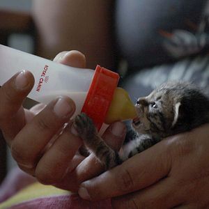 Foto Locos por los gatos