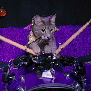 Foto Locos por los gatos