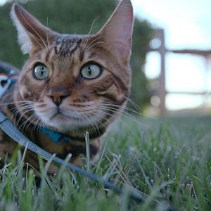 Foto Locos por los gatos