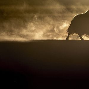 Foto El leopardo de las nieves