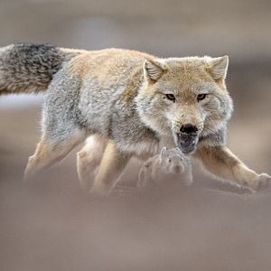 Foto El leopardo de las nieves