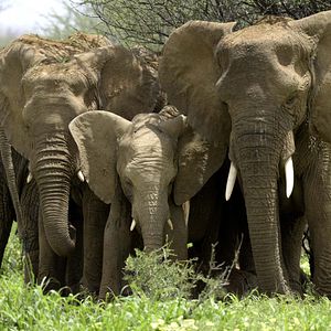 Foto Crecer como animal