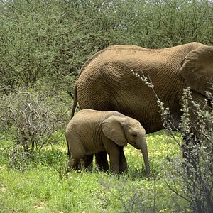 Foto Crecer como animal