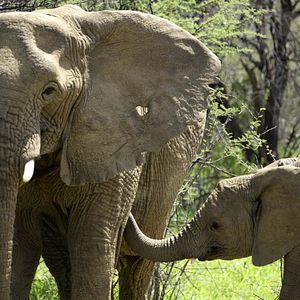 Foto Crecer como animal