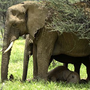 Foto Crecer como animal