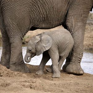 Foto Crecer como animal