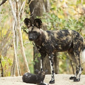 Foto Crecer como animal