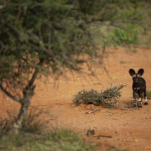 Foto Crecer como animal