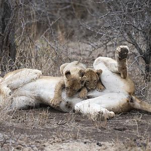 Foto Crecer como animal