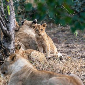 Foto Crecer como animal