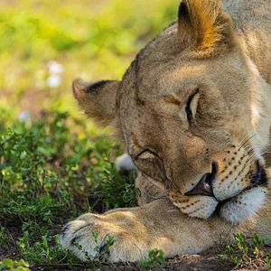 Foto Crecer como animal