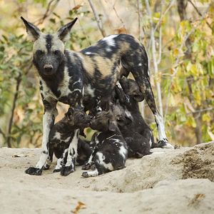 Foto Crecer como animal