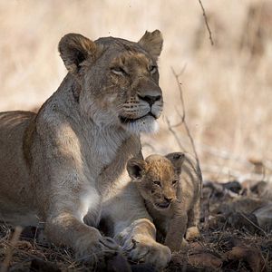 Foto Crecer como animal