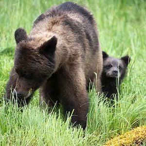 Foto Crecer como animal