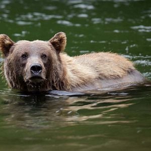 Foto Crecer como animal