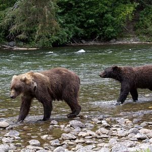 Foto Crecer como animal