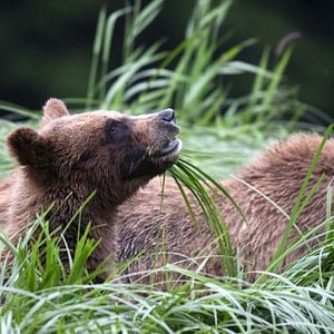 Foto Crecer como animal