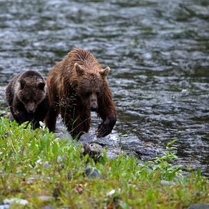 Foto Crecer como animal