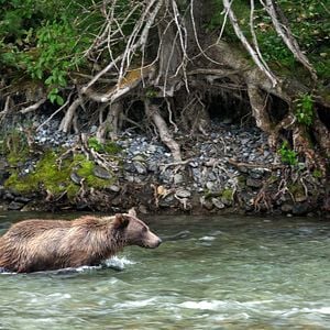 Foto Crecer como animal