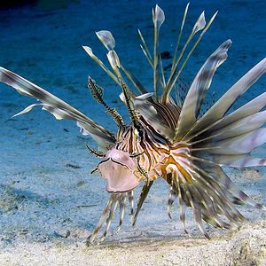 Foto Las maravillas del mar