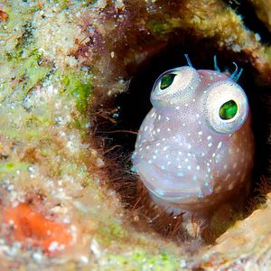 Foto Las maravillas del mar