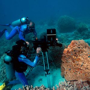 Foto Las maravillas del mar