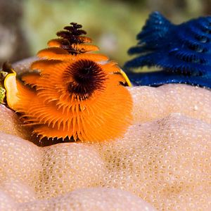 Foto Las maravillas del mar