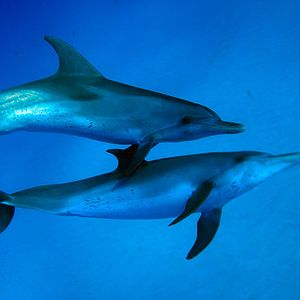 Foto Las maravillas del mar