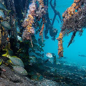 Foto Las maravillas del mar
