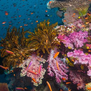 Foto Las maravillas del mar
