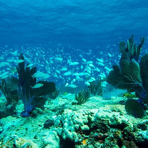 Foto Las maravillas del mar