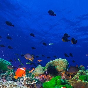 Foto Las maravillas del mar