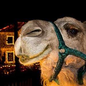 Foto Pelea antes de Navidad