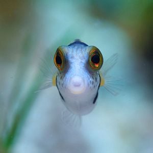 Foto Globo y las maravillas del arrecife